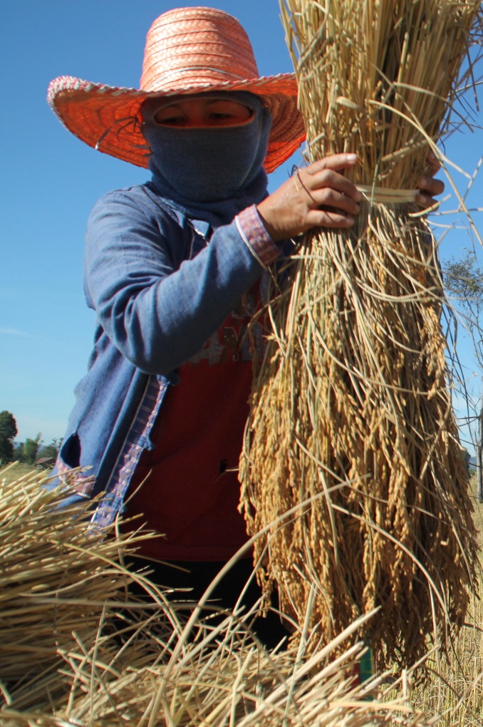 harvesting