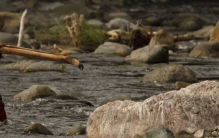 man carrying lumber across river