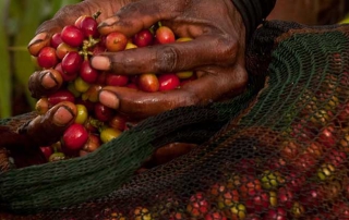 Hands holding berries