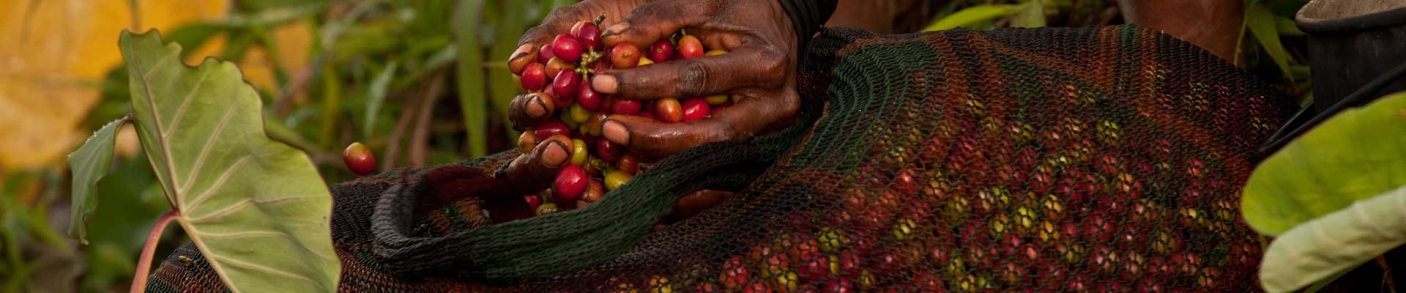 Hands holding berries