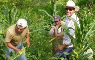 harvesting corn