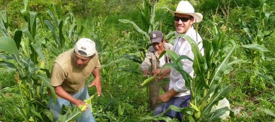 harvesting corn