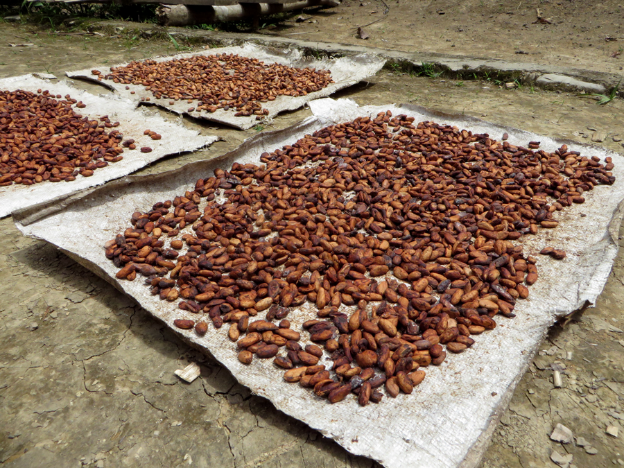 Cocoa Beans Drying