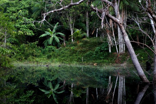 reflection of jungle in calm water