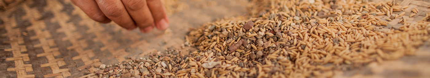 woman sorting rocks out of rice