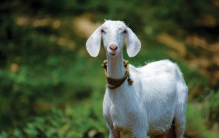 white goat with blurry green leaves and grass behind