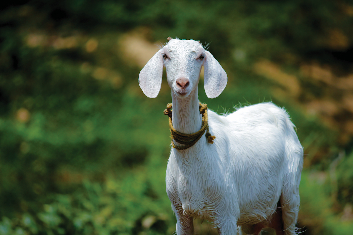 white goat with blurry green leaves and grass behind