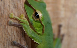 green tree-frog on some wood