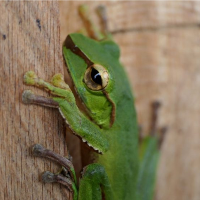 green tree-frog on some wood