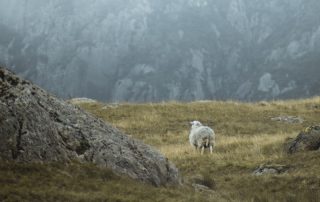 sheep on a rocky hillside