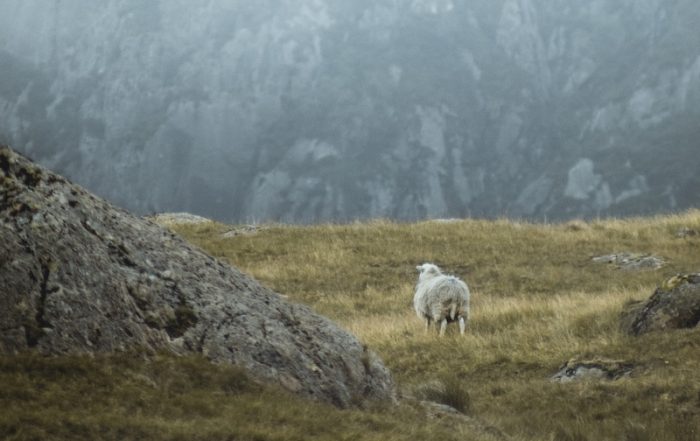 sheep on a rocky hillside