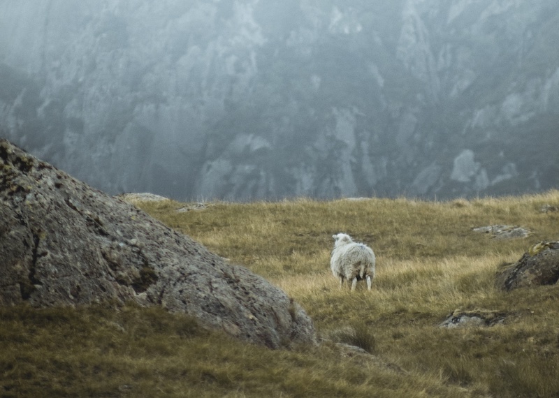 sheep on a rocky hillside