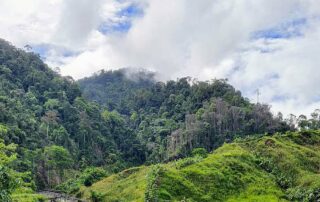 jungle mountainscape