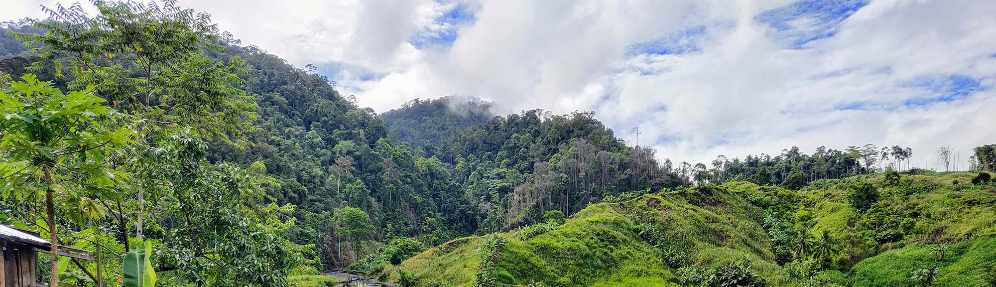 jungle mountainscape